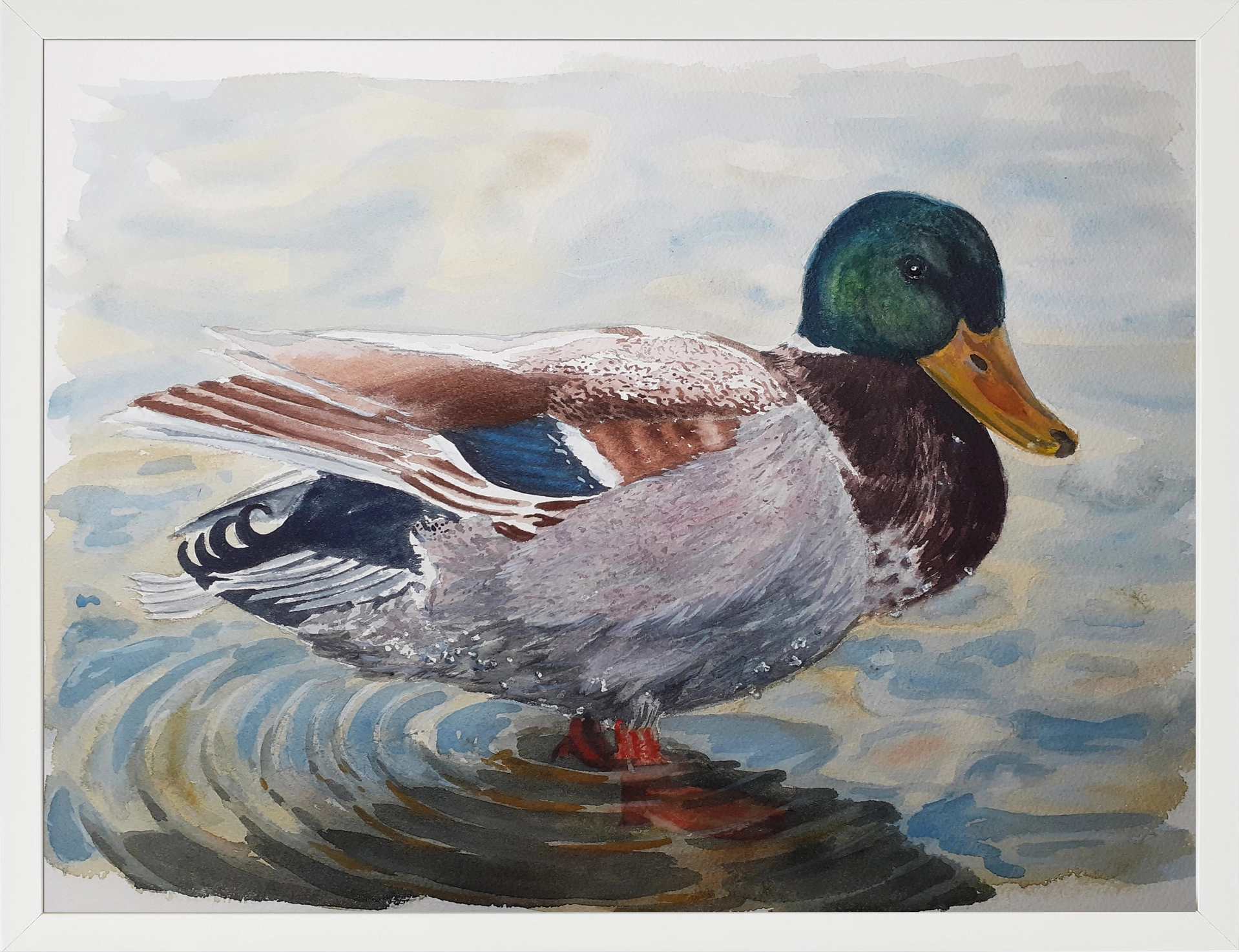 Ánade real macho 30x40 (65€)