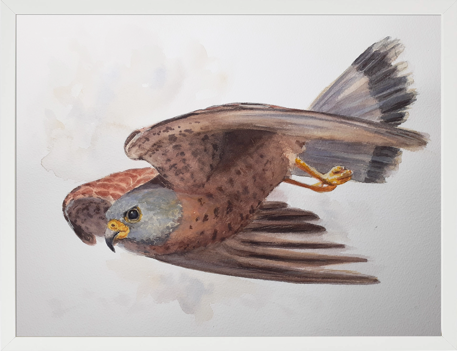 Cernícalo primilla 30x40 (65€)