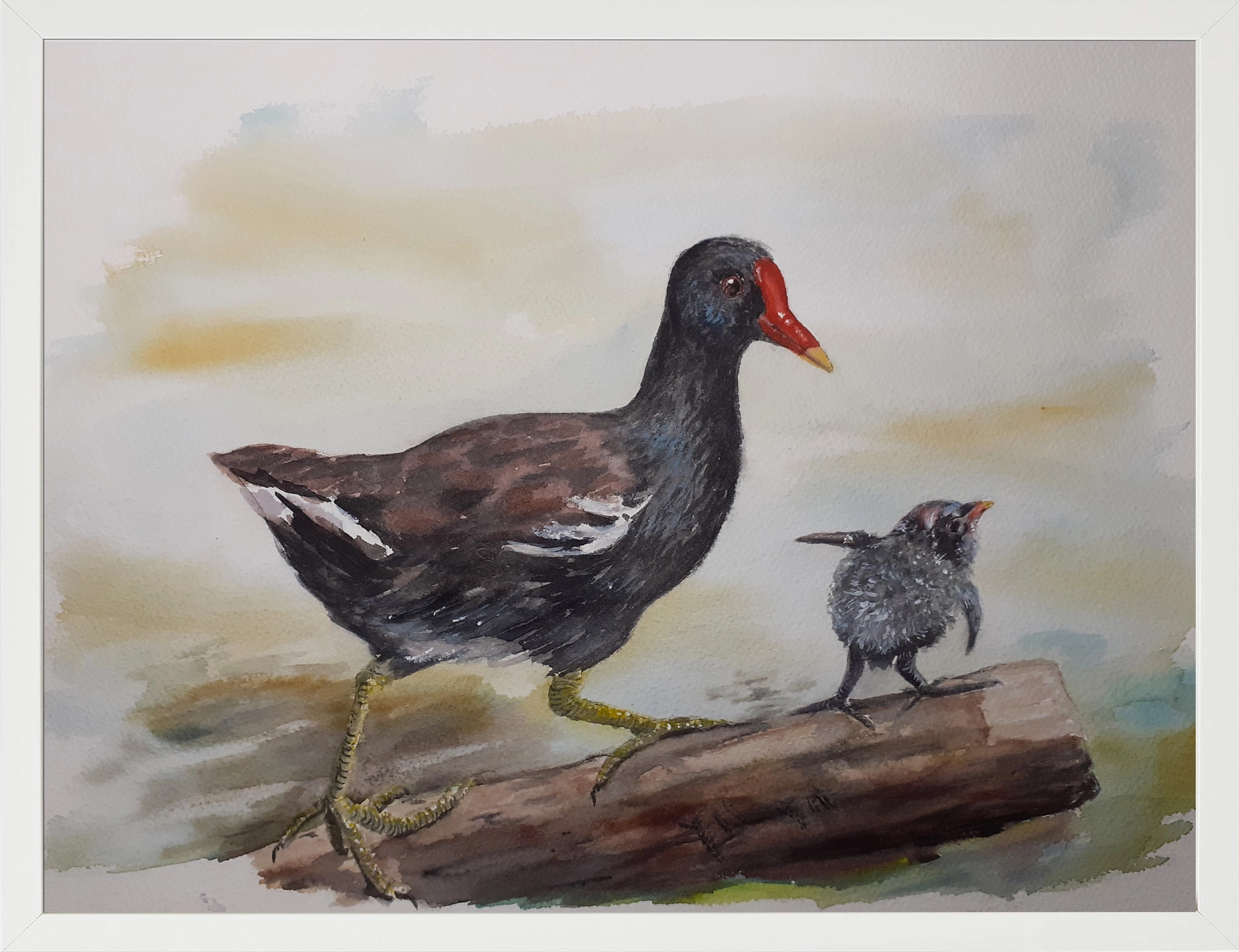 Gallineta común 30x45 (65€)