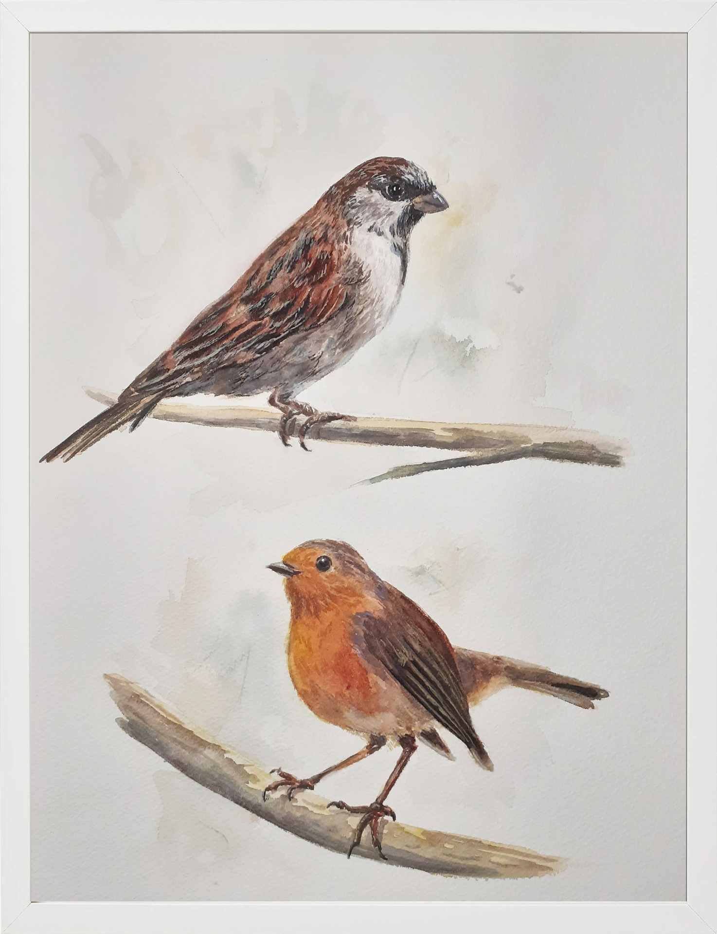 Gorrión Común y Petirrojo 30x40 (65€)