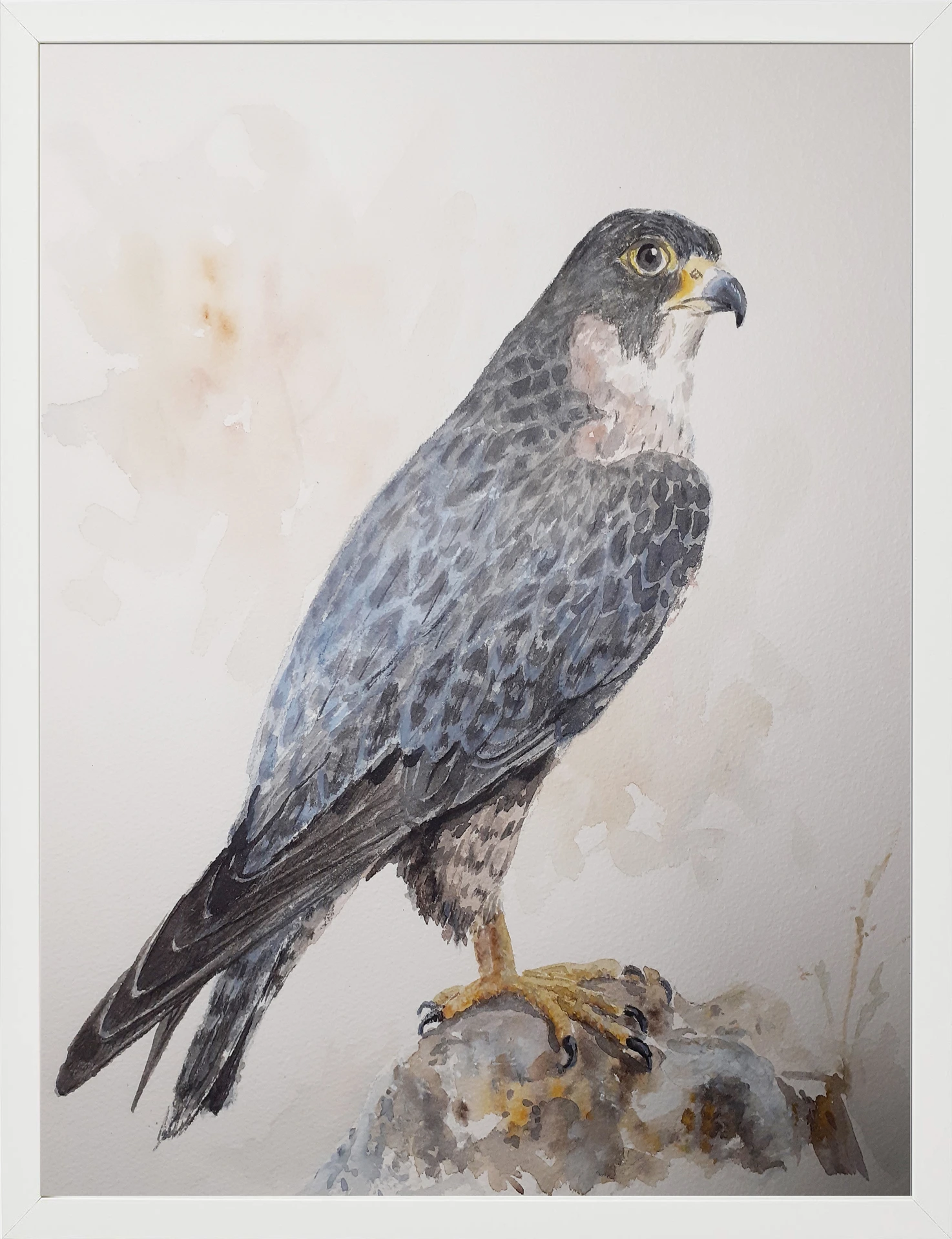 Halcón peregrino 30x40 (65€)