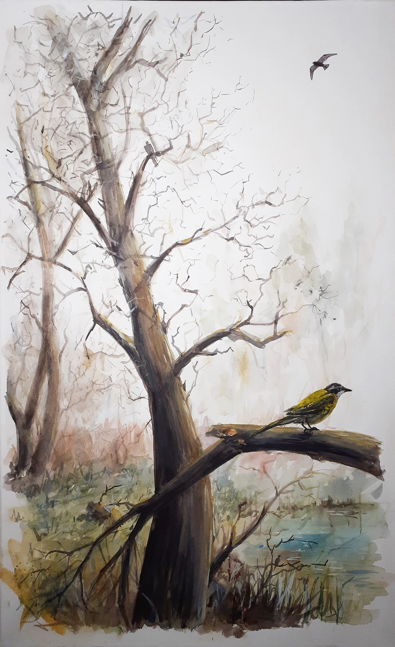 Lavandera 47x67 (65€)