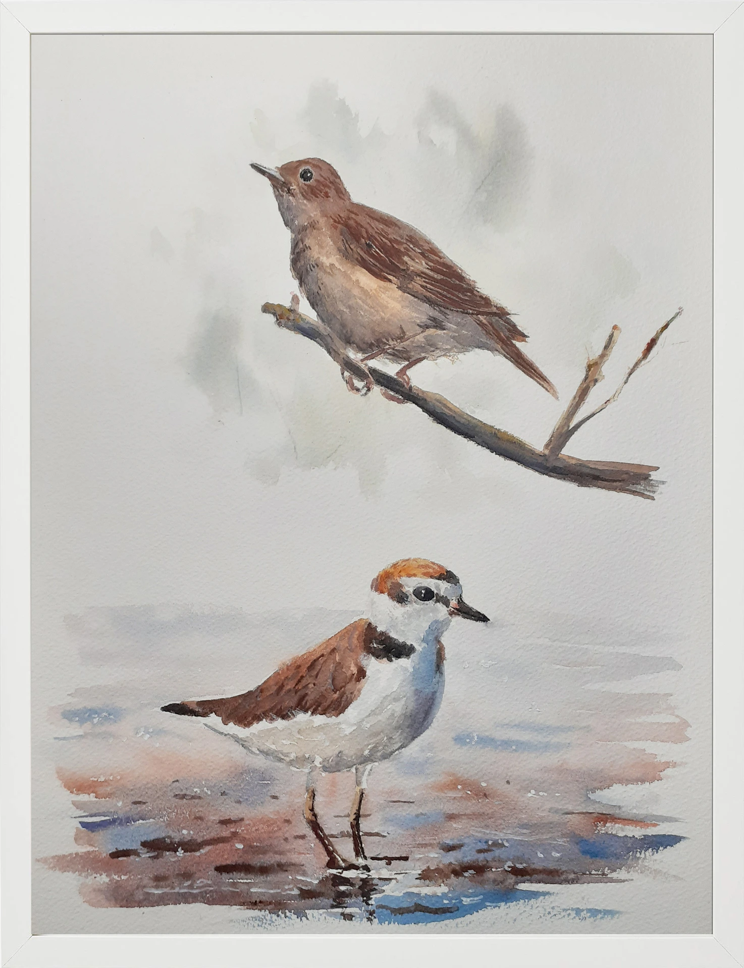 Ruiseñor y Chorlitejo 30x40 (65€)