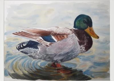 Ánade real macho 30×40 (65€)