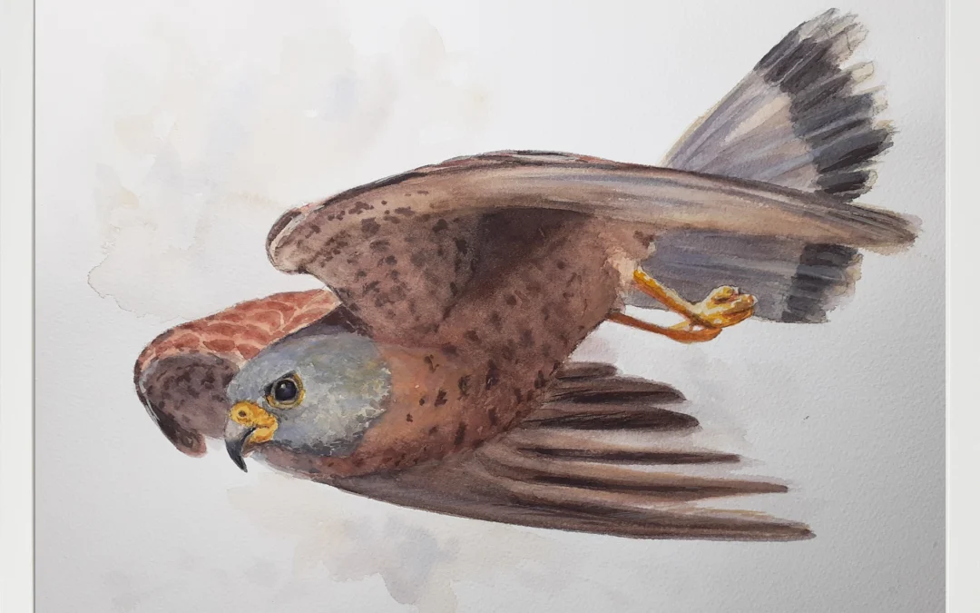 Cernícalo primilla 30×40 (65€)