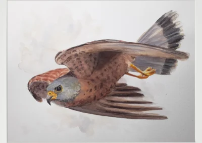 Cernícalo primilla 30×40 (65€)