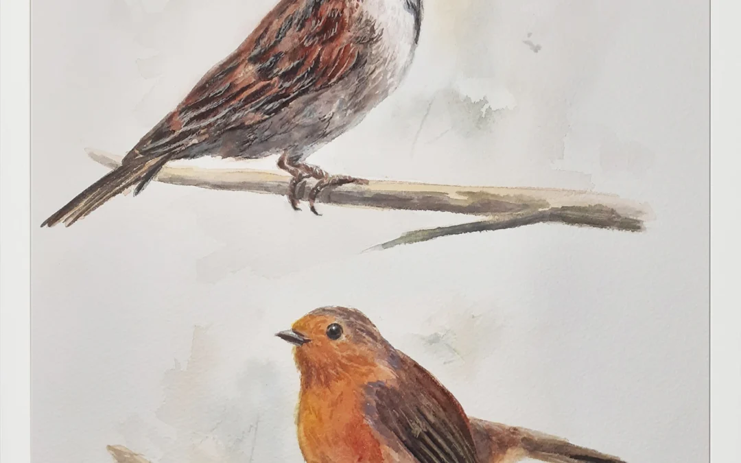 Gorrión Común y Petirrojo 30×40 (65€)