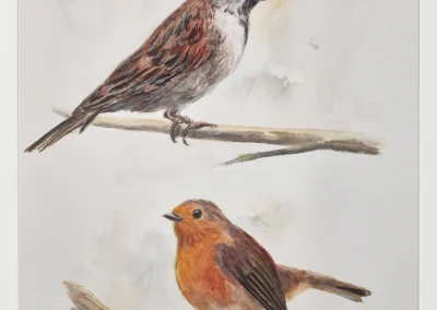 Gorrión Común y Petirrojo 30×40 (65€)