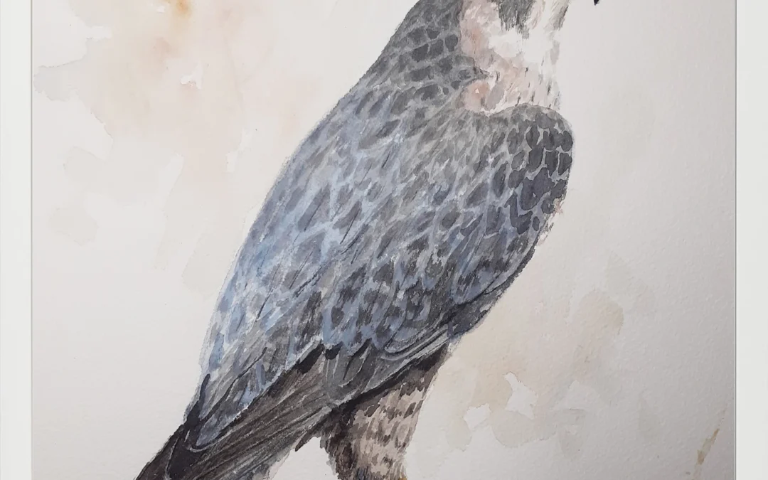 Halcón peregrino 30×40 (65€)
