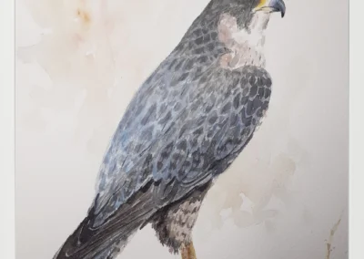 Halcón peregrino 30×40 (65€)