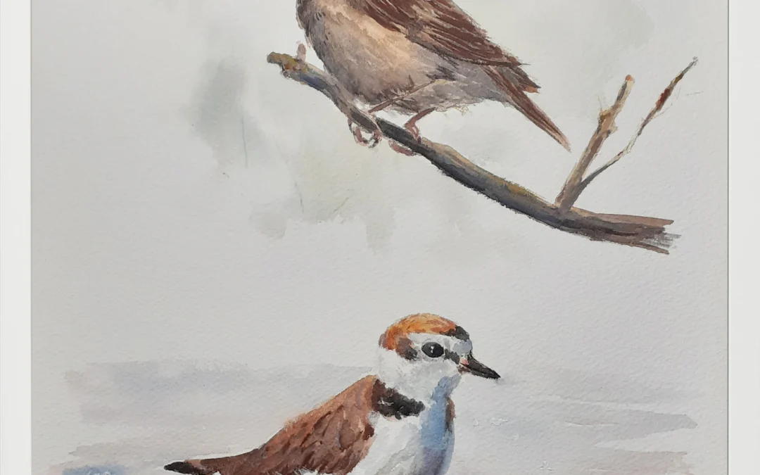 Ruiseñor y Chorlitejo 30×40 (65€)